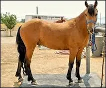 Lequel de ces croisements n'est pas un croisement avec le cheval arabe ?