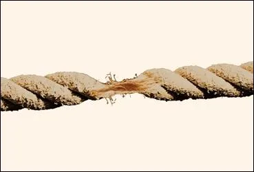 On inflige trop d'impts aux -aceae ! Il y a des tensions. C'est vrai que les -inaeae en profitent juste car ils sont les suffixes des :