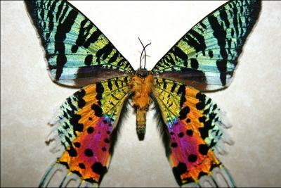 Comment appelle-t-on cette mystrieuse opration qui transforme la chenille en papillon ?