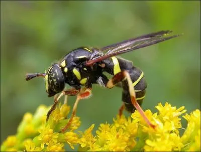 Il existe normment d'espces de cet insecte, qui possde deux mandibules, les fourmis descendraient de certaines de ces espces !