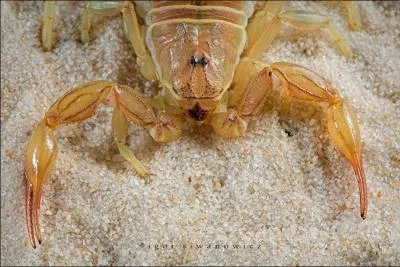 Vous allez le reconnatre facilement !