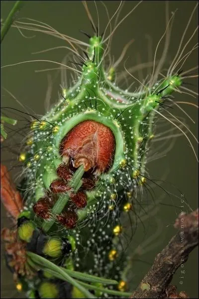 D'aprs vous, de quoi s'agit-il ?