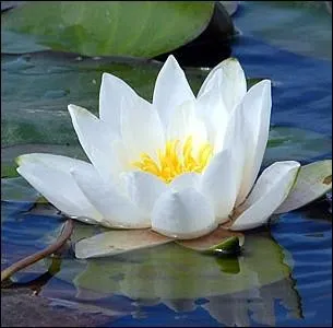 Si cher  Claude Monet dont ce sera le thme favori de ses oeuvres, les nymphas blancs sont appels couramment ... .