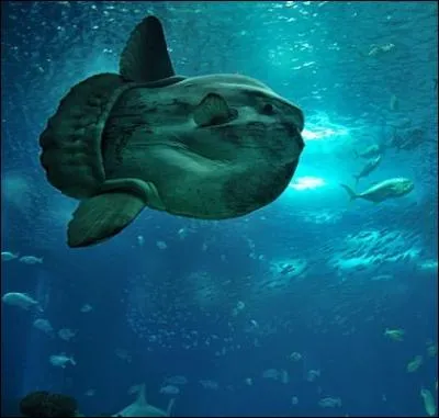 Vivant dans les eaux tempres et tropicales des ocans, ce poisson pouvant peser jusqu' une tonne est appel galement  poisson-lune  ... .