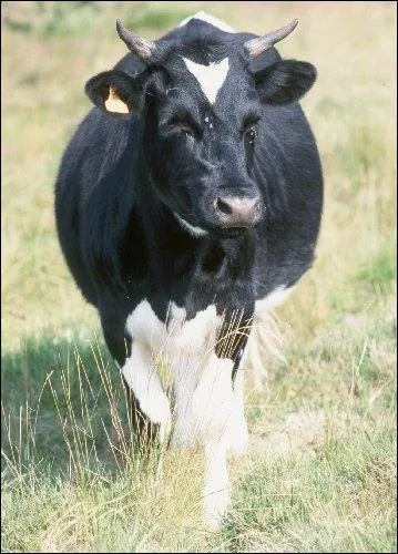 De quelle race est cette vache, pas plus ttue qu'une autre ?