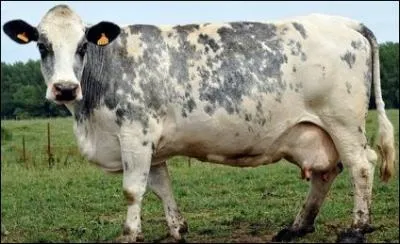 De quelle race est cette vache, d'origine septentrionale ?