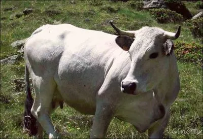 De quelle race est cette vache du Sud-Ouest, payse de d'Artagnan ?