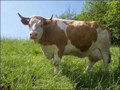 De quelle race est cette vache suisse ?
