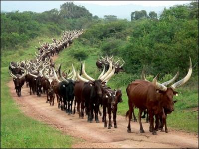 De quelle grande famille la vache fait-elle partie ?