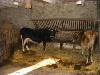 Comment s'appelle l'endroit clos o vit la vache quand elle n'est pas en plein air ?