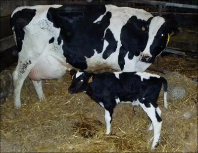 Comment s'appelle le bb de Monsieur et Madame, trop mignon ?