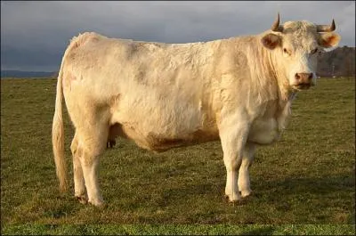 De quelle race, originaire de Bourgogne, est cette vache ?