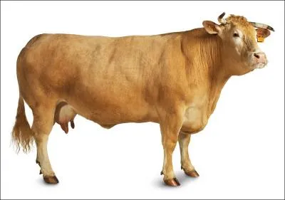 De quelle race, du Sud-Ouest, est cette gentille vache ?