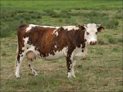 De quelle race, d'une rgion ctire, est cette vache ?