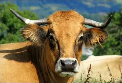 De quelle race  viande est cette jolie vache, et dont le prnom n'est pas obligatoirement Lucie ?