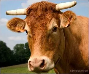 De quelle race est cette vache, nom qui dsigne aussi une voiture luxueuse ?