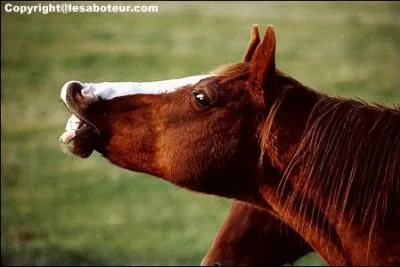 Combien de dents possède une jument adulte ?
