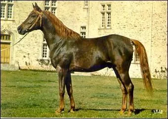 Quelle est la couleur de sa robe ?