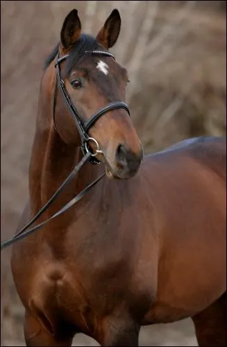 Quelle est la race de ce cheval ?