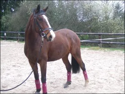 Comment s'appelle la tache qu'a ce cheval ?