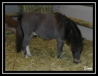 Quelle est la race de ce poney ?
