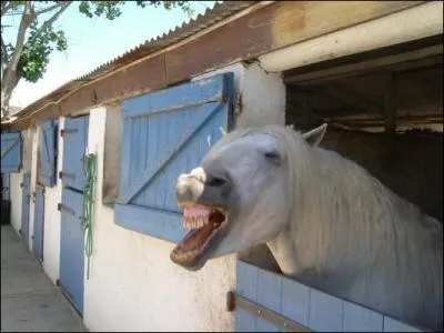 Combien de dents possède un étalon adulte ?