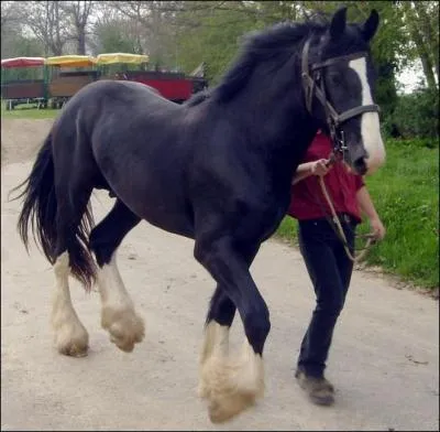 Quelle est la race de ce cheval ?