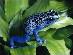 Cette grenouille est un animal :