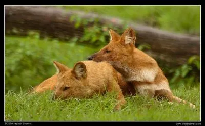 Le dhole est