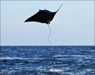 Les raies peuvent faire des bonds au dessus de l'eau, quelques fois de plusieurs mtres de hauteur, et se livrer, certains jours,  de vritables ...