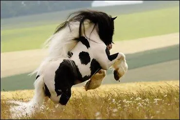 Comment appelle-t-on cette robe ?