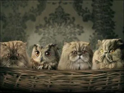 Qui est l'intrus ? (une seule bonne rponse)