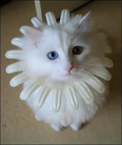 Quel animal est reprsent et que reprsente-t-il ?