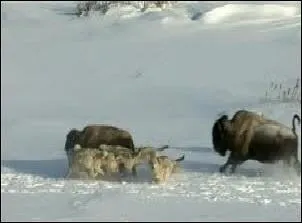 Dans quelle rgion du monde les loups chassent-ils encore les bisons ?