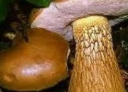 Quiz Le nom latin des champignons