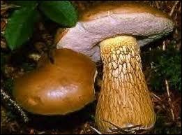 Quel est le nom latin du bolet amer, un excellent champignon comestible ?