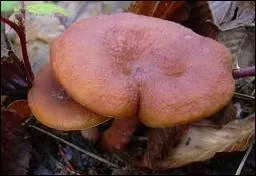 Quel est le nom latin du lactaire roux ?