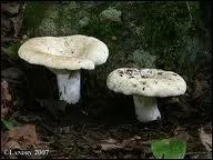 Quel est le nom latin du lactaire velout ?