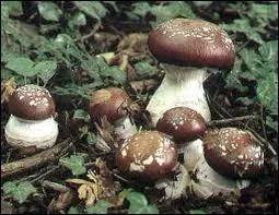 Quel est le nom latin du cortinaire remarquable, qui est sans doute le meilleur des cortinaires ?