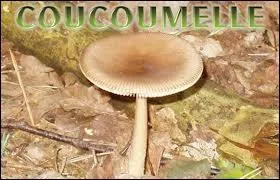 Quel est le nom latin de la coucoumelle orange ?