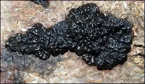 Enfin, quel est le nom latin de ce drle de champignon nomm exidie glanduleuse ?