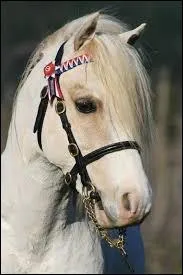 Ce petit poney, connu pour son mauvais caractère, est un...