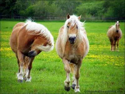 Quelle est la race de ces poneys ?