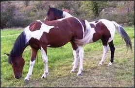 Ces chevaux à la célèbre robe pie sont de race...