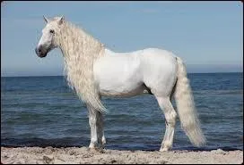 Ce cheval de dressage est de race...