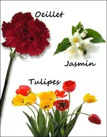 Comment surnomme-t-on parfois la Rvolution tunisienne de 2010-2011 qui a contraint le prsident Ben Ali  quitter ses fonctions ?