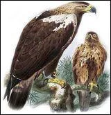 L'aigle ibrique vient de...