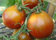 Quiz La Star du potager... . La tomate