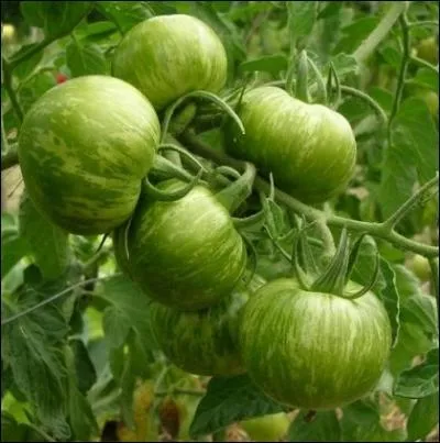 Une espce aux couleurs bigarres, tomate unique, d'ailleurs il n'y en a pas deux pareilles... . .