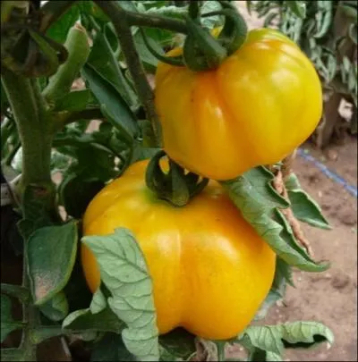 Sa forme fait penser  un poivron, elle est facile  farcir car elle est creuse... .